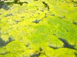 Минприроды попросило ученых спрогнозировать последствия зарастания Байкала нехарактерными водорослями
