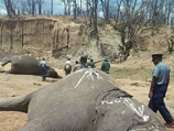 Напомним, что о том, что в национальном парке Хванге в Зимбабве браконьеры отравили цианидом 22 слона, стало известно 27 октября