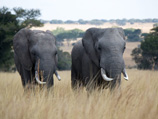 В Зимбабве арестовали журналистов за расследование дела о причастности полицейского к убийству 22 слонов