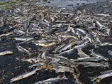 В Мурманской области создали оперативный штаб по утилизации мертвой рыбы