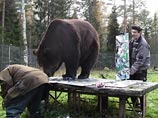 Шесть картин, нарисованных попой и лапами финского медведя, продали по 300 евро за штуку Шесть картин, нарисованных попой и лапами финского медведя, продали по 300 евро за штуку