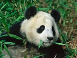 Ученые из питомника больших панд в провинции Сычуань на юго-западе Китая завершили свою работу по составлению "словаря" языка животных. Всего исследователи выявили 13 звуков, имеющих различный смысл
