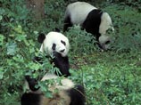 "Кью-кью" - это значит "все хорошо": китайские ученые составили словарь языка панд