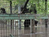 Льва Грея, выжившего после потопа в Уссурийске и обласканного Памелой Андерсон, будут возить на курорт Льва Грея, выжившего после потопа в Уссурийске и обласканного Памелой Андерсон, будут возить на курорт