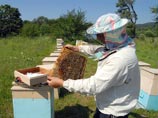 В прилегающих к Китаю районах России решено развивать пчеловодство, народные ремесла и экотуризм  