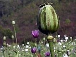 Афганистан - крупнейший в мире поставщик опиума-сырца