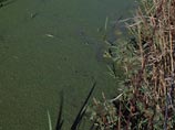 Речка в Приморье стала ядовито-зеленой и мерзко запахла