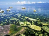 Среди возможных причин распространения водорослей, помимо сбросов сточных вод с повышенным содержанием фосфора и азота, рассматривается маловодье озера Байкал на фоне общего повышения температур в регионе Среди возможных причин распространения водорослей, помимо сбросов сточных вод с повышенным содержанием фосфора и азота, рассматривается маловодье озера Байкал на фоне общего повышения температур в регионе
