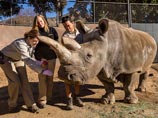 В сафари-парке Сан-Диего умерла Нола, один из четырех оставшихся на планете северных белых носорогов