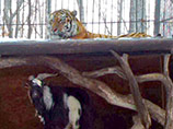 В приморском сафари-парке, расположенном в поселке Шкотово между Владивостоком и Находкой, амурский тигр подружился с козлом, которого ему прислали на съедение