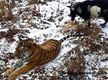 В Приморье тигр подружился с козлом, который должен был стать его обедом (ВИДЕО)