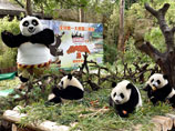 Сафари-парке Шимелонг в китайской провинции Гуанчжоу объявил, что родившиеся в 2014 году единственные в мире выжившие панды-тройняшки станут звездами в американском полнометражном компьютерном анимационном фильме "Кунг-фу панда-3"