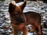 Французское МВД согласилось взять на службу российского щенка Добрыню вместо убитого в ходе спецоперации пса Дизеля