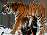 Тигру и козлу, сдружившимся в приморском сафари-парке, больше не позволяют спать вместе