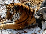Тигру и козлу, сдружившимся в приморском сафари-парке, больше не позволяют спать вместе