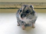 Охранники московского парка спасли брошенного джунгарского хомячка Охранники московского парка спасли брошенного джунгарского хомячка
