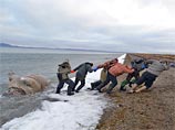 Туши 19 тихоокеанских моржей были обнаружены в октябре 2015 года на особо охраняемой территории федерального учреждения "Национальный парк "Берингия" в районе мыса Хальвэткун и мыса Пыннан Чукотского района