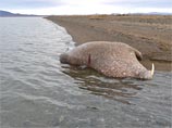 В чукотском национальном парке браконьеры убили 19 моржей и вырезали у них бакулюмы