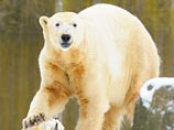 В Копенгагене посетитель зоопарка залез в вольер к белым медведям