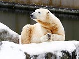 В Копенгагене посетитель зоопарка залез в вольер к белому медведю
