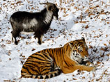 Тигр Амур и козел Тимур в Приморье начали играть друг с другом
