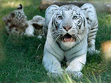 В ялтинском зоопарке умер второй  бенгальский тигренок