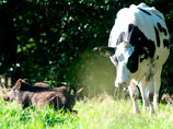 В Германии дикий кабан покинул лес ради спокойной жизни в стаде коров