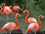 Зоопарк Майами закрылся из-за сильного наводнения, некоторые животные в опасности