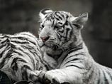 Два краснокнижных бенгальских тигренка-альбиноса умерли в ялтинском зоопарке "Сказка". После гибели первого тигренка Зубков сообщил, что его смерть связана с отсутствием в зоопарке достаточно мощного дизель-генератора и, как следствие, отопления