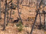 Корейский режиссер снимет фильм о дружбе козла Тимура и тигра Амура