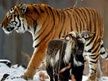 "Если он вспомнит, что он жертва - его дни закончатся": ученые предсказали конец дружбы тигра Амура с козлом Тимуром