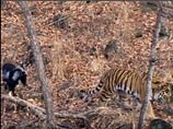 Козел дожидается тигра у его спальни, "а дальше друзья следуют по территории парка, иногда вместе, иногда в разные стороны"