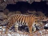 Тигр Амур уступил рогатому приятелю Тимуру свое убежище во время снегопада Тигр Амур уступил рогатому приятелю Тимуру свое убежище во время снегопада