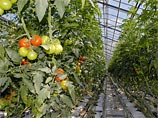 Каждый второй (52%) полагает, что произошел рост российского сельского хозяйства Каждый второй (52%) полагает, что произошел рост российского сельского хозяйства