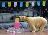 В сингапурском зоопарке отмечают 25-летие белого медведя по кличке Инука - первого представителя этого вида, родившегося в тропиках