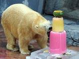 В качестве подарка на день рождения Инука, звезда экспозиции "Замерзшая тундра", получил рыбное мороженое - два куска разноцветного льда со вкусом рыбы, а также арбуз, наполненный фруктами
