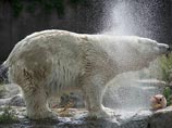 В Сингапуре отметили 25-летие первого белого медведя, родившегося в тропиках (ФОТО)