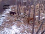 Руководство Приморского парка предложило Минкульту снять мультфильм о дружбе Амура и Тимура Руководство Приморского парка предложило Минкульту снять мультфильм о дружбе Амура и Тимура
