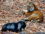 Подружившийся с козлом тигр Амур пытался на день стать вегетарианцем