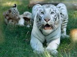 Глава Крыма заявил, что у владельца зоопарка, где умерли тигрята, были "коробки с деньгами" на генераторы