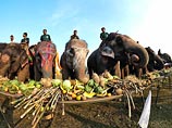 В Непале проходит слоновий конкурс красоты