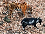 Онлайн-трансляция о жизни козла Тимура и тигра Амура не выдержала наплыва посетителей