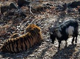 Известные своей дружбой обитатели Приморского сафари-парка - козел Тимур и тигр Амур - на праздничный ужин под Новый год полакомились морковкой, сообщает портал "Йод"