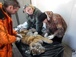 Второго за месяц истощенного тигренка нашли в Приморье