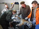 Найденного в Приморье истощенного тигренка спасти не удалось