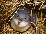 Синего новорожденного пингвина в зоопарке Цинциннати назвали в честь Дэвида Боуи
