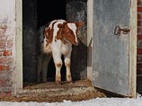 Бедным многодетным тувинцам раздадут беременных коров Бедным многодетным тувинцам раздадут беременных коров