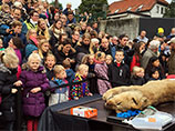 В датском зоопарке публично вскрыли еще одного льва "в образовательных целях"