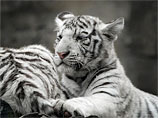 Директор ялтинского зоопарка, где умерли тигрята, подал иск на миллион к Поклонской
