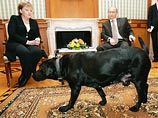 В своем недавнем интервью президент России Владимир Путин заявил, что он якобы не знал о том, что канцлер Германии Ангела Меркель боится собак, и потому в начале 2007 года взял свою собаку по кличке Кони на переговоры с Меркель, чем изрядно напугал ее
